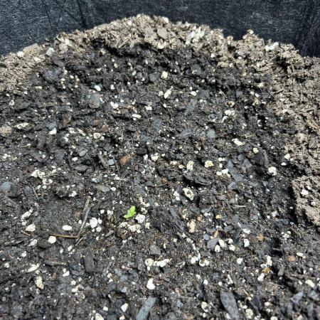 Northern Lights Auto. SeedSupreme