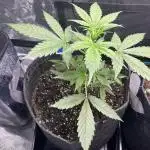 Northern Lights Auto. SeedSupreme