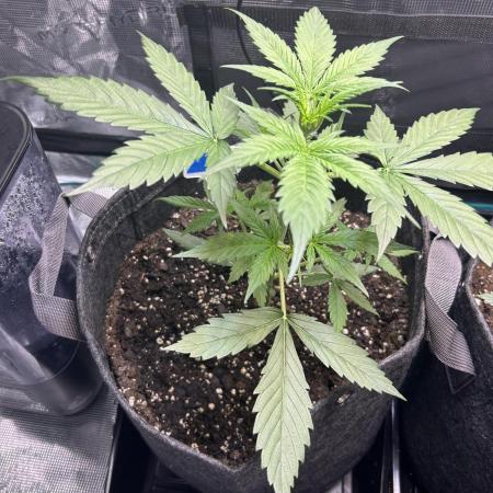 Northern Lights Auto. SeedSupreme