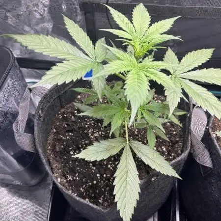 Northern Lights Auto. SeedSupreme