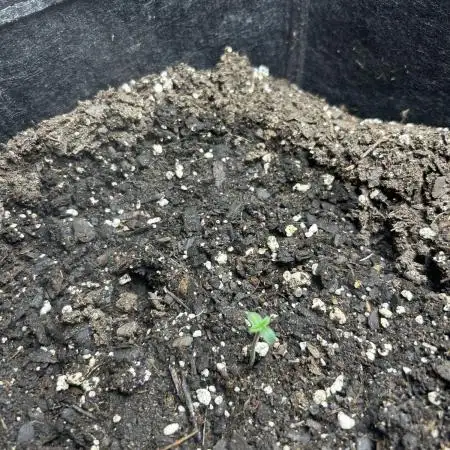 Northern Lights Auto. SeedSupreme