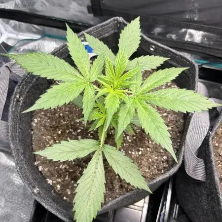 Northern Lights Auto. SeedSupreme