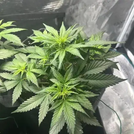 Northern Lights Auto. SeedSupreme