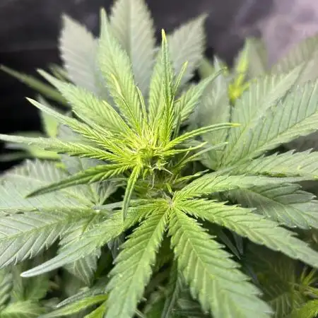 Northern Lights Auto. SeedSupreme