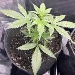 Northern Lights Auto. SeedSupreme