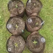 Late Summer Outdoor Barney Autos