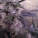 White widow auto/ purple bud auto