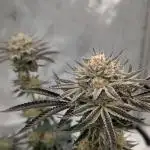 Indoor Summergrow '25 - new setup