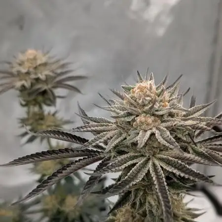Indoor Summergrow '25 - new setup