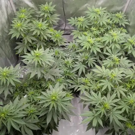 Indoor Summergrow '25 - new setup