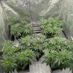 Indoor Summergrow '25 - new setup