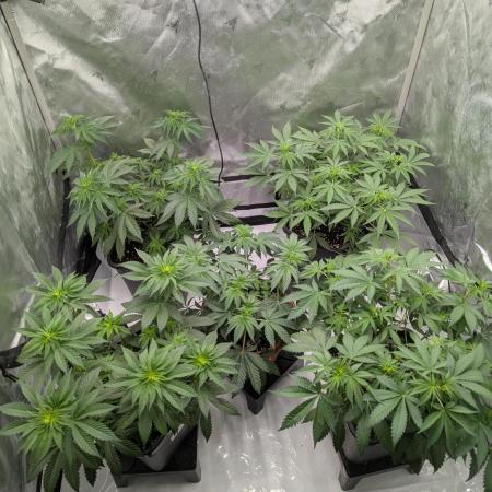 Indoor Summergrow '25 - new setup
