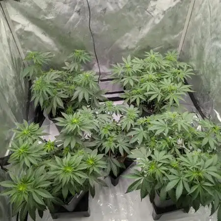 Indoor Summergrow '25 - new setup