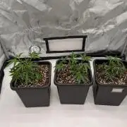 Wizard Trees - three breeder cuts