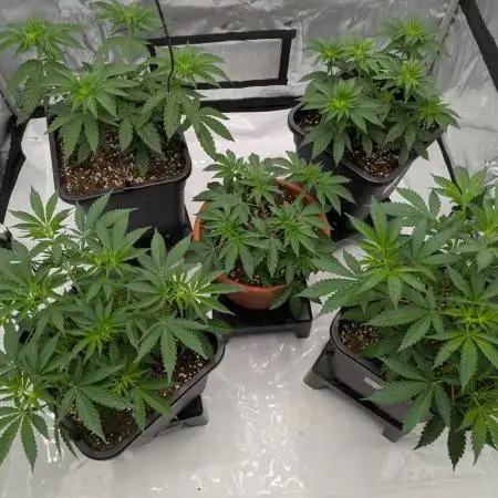 Indoor Summergrow '25 - new setup