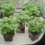 Indoor Summergrow '25 - new setup