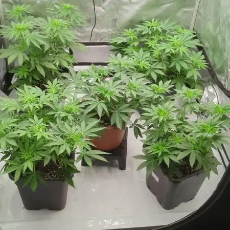 Indoor Summergrow '25 - new setup