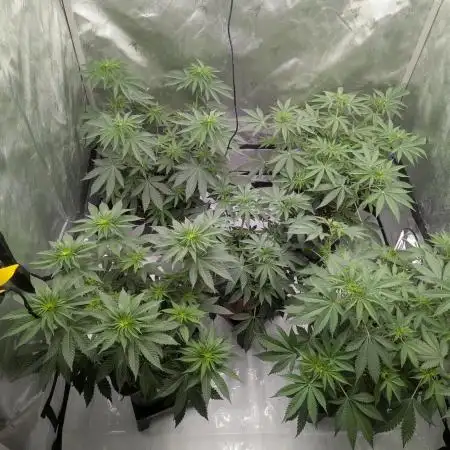 Indoor Summergrow '25 - new setup
