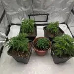 Indoor Summergrow '25 - new setup
