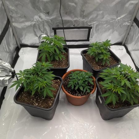 Indoor Summergrow '25 - new setup