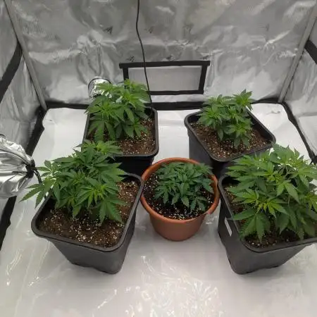 Indoor Summergrow '25 - new setup