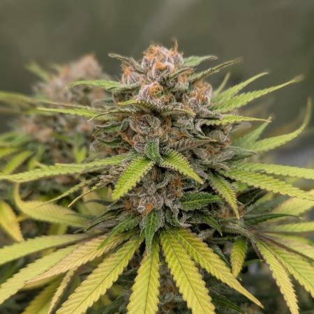 Indoor Summergrow '25 - new setup