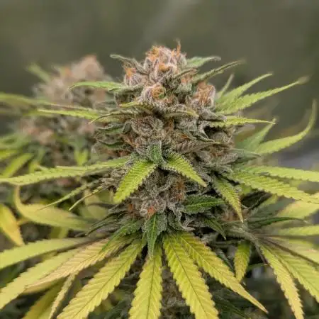 Indoor Summergrow '25 - new setup