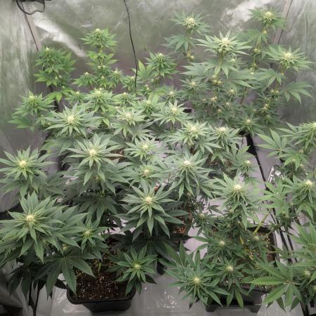 Indoor Summergrow '25 - new setup