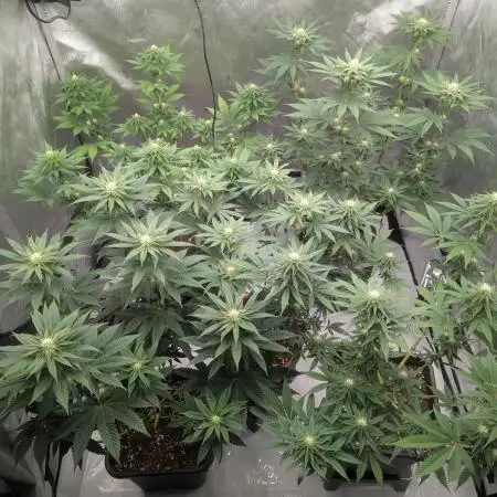 Indoor Summergrow '25 - new setup