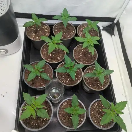 Indoor Summergrow '25 - new setup