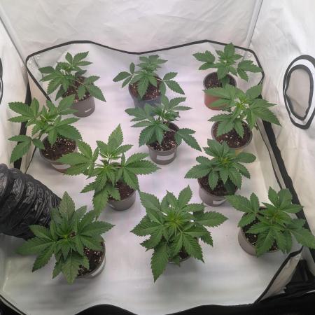 Indoor Summergrow '25 - new setup