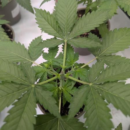 Indoor Summergrow '25 - new setup