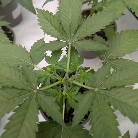 Indoor Summergrow '25 - new setup