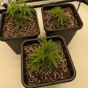 Wizard Trees - three breeder cuts
