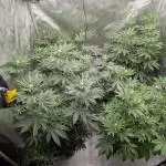Indoor Summergrow '25 - new setup