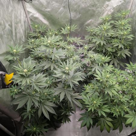 Indoor Summergrow '25 - new setup