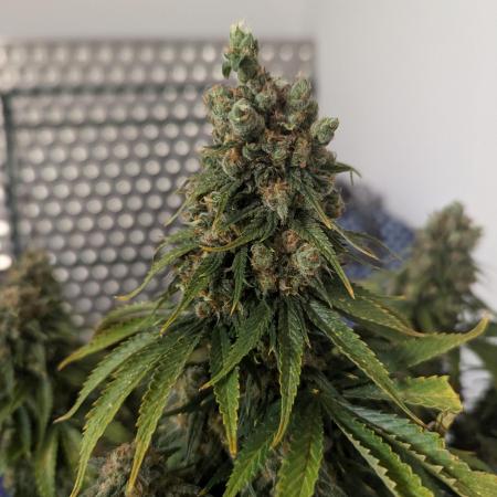 Serious Happiness - Sanlight Evo 4-80 