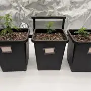 Wizard Trees - three breeder cuts