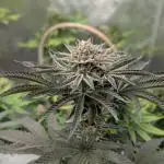 Indoor Summergrow '25 - new setup
