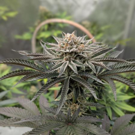 Indoor Summergrow '25 - new setup
