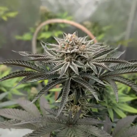 Indoor Summergrow '25 - new setup
