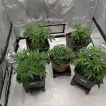 Indoor Summergrow '25 - new setup