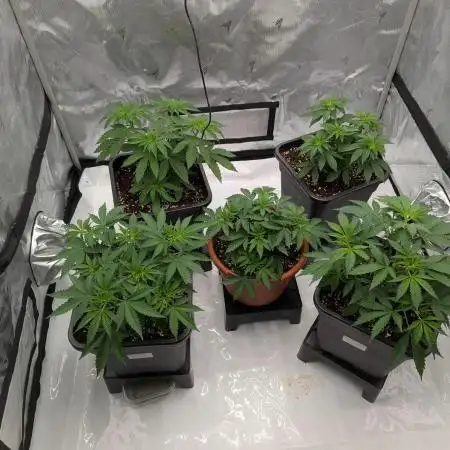 Indoor Summergrow '25 - new setup