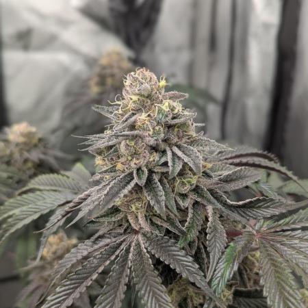 Radical Juice - Ripper Seeds