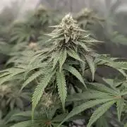 Radical Juice - Ripper Seeds