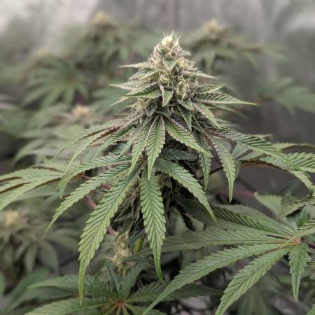 Radical Juice - Ripper Seeds