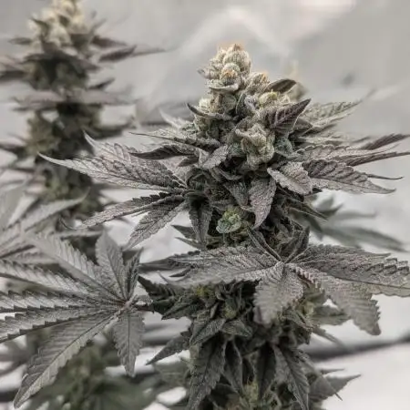 Indoor Summergrow '25 - new setup