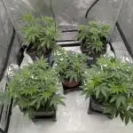 Indoor Summergrow '25 - new setup