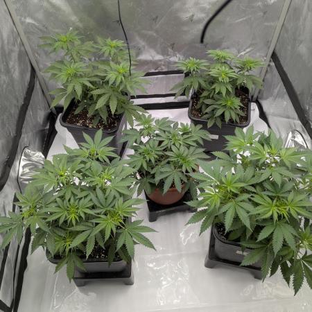 Indoor Summergrow '25 - new setup