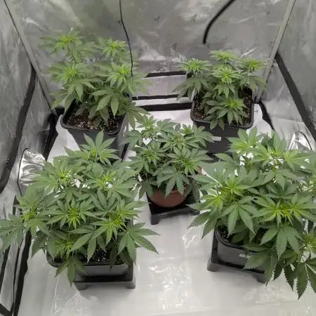 Indoor Summergrow '25 - new setup